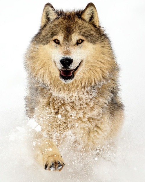 beautiful-wildlife - Wolf by © suhaderbentGorgeous