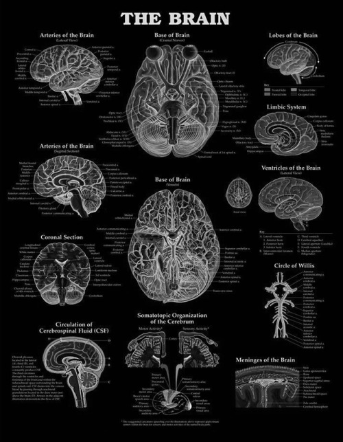chaosophia218 - Anatomical Chart of the Brain.This anatomical...