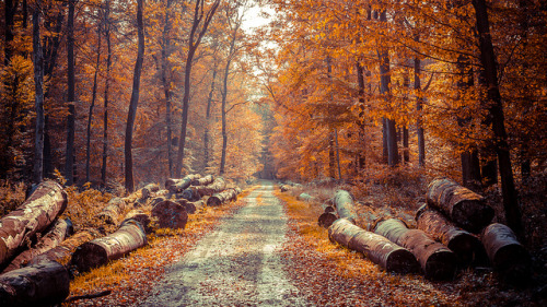 momentsbetween–sleep:Fall Foliage by Novidry on Flickr.
