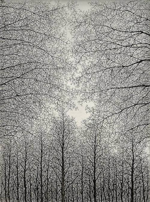forevernoon:Soichiro Tomioka - Trees, oil on canvas (undated)