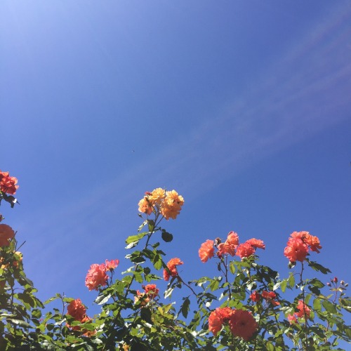 soulmilks:the sky is blue,the flowers are glowing
