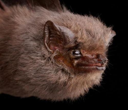 daily-batty-dose - eartharchives - Bats comprise the second...