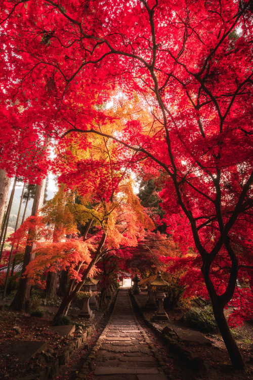 j-k-i-ng - “Burning autumn leaves“ by | Daisuke Uematsu