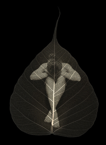 gacougnol - Ted PreussJulie Leaf