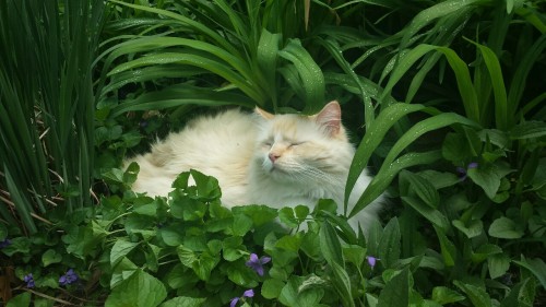 theplantqueer - [ID - a fluffy white cat resting contentedly...
