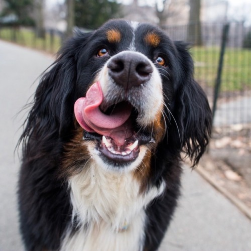 thedogist - Hazel, Bernese Mountain Dog (2 y/o), Central Park,...