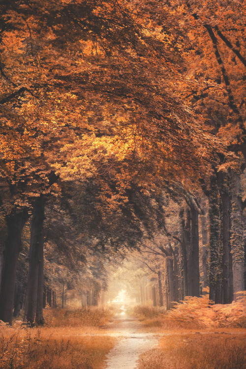 Autumnal forest, Netherlands