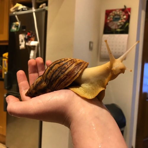 bb-gr8 - taika snailtiti still thriving 