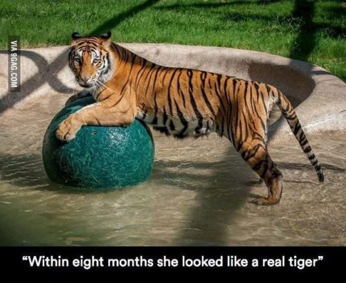 catchymemes:Sick Tiger Cub Gets Rescued From Circus, Makes...