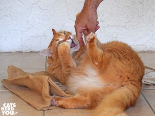 catsuggest:catsuggest:donot…no mean no