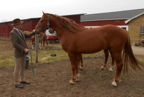 all-the-horses:IndusFrederiksborger, GeldingBorn 2007