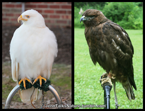 jenntalksnature - The extremes of red-tailed hawk color morphs....