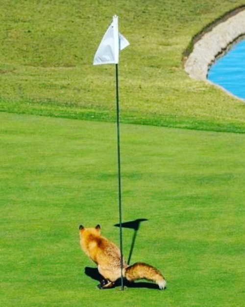 brolifegolf:BroLife Golf InspirationWhen you gotta go you...
