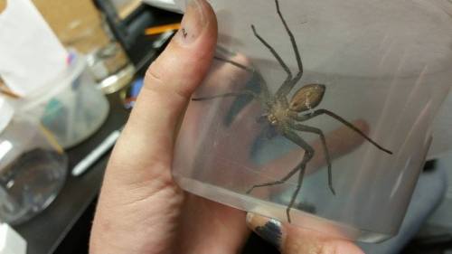 buggirl - Last week I posted about the giant huntsman that...