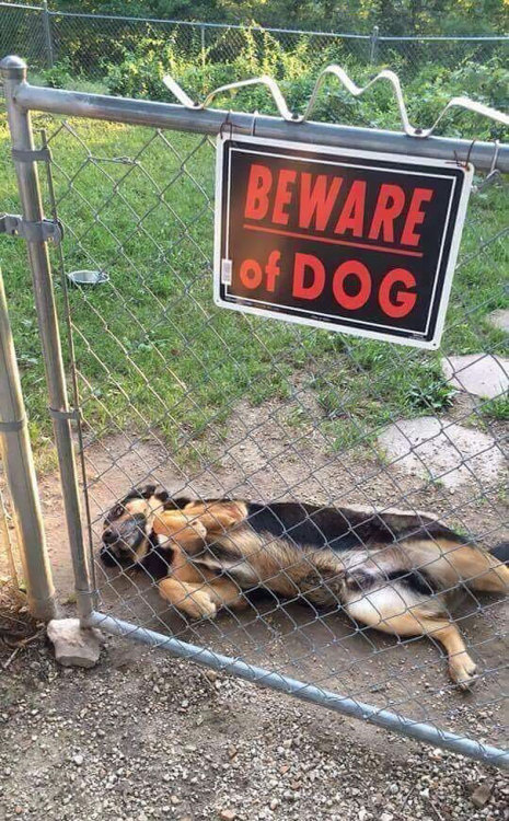 awesome-picz:Dangerous Dogs Behind “Beware Of Dog” Signs.