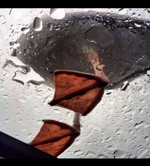 stunningpicture - There’s a duck on my sunroof.