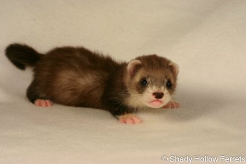 cedrwydden - @kotaplez Some baby weasels, stoats, and ferrets to...