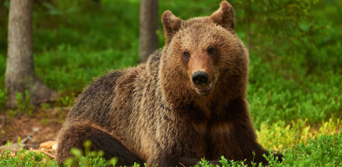grizzly-bear-official - This is the Bear Of Good Luck! Reblog to...