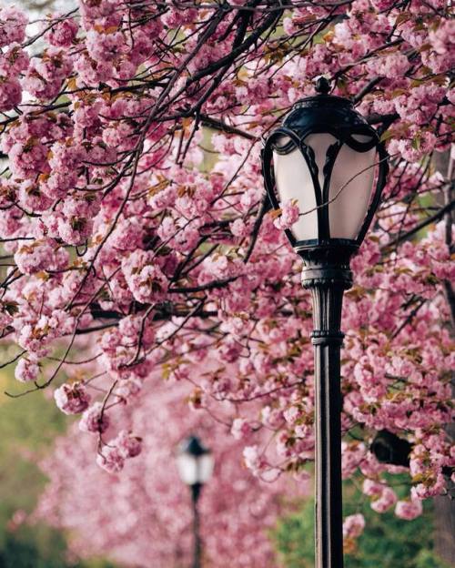 florealegiardini - Central Park, New York ~Joe Thomas
