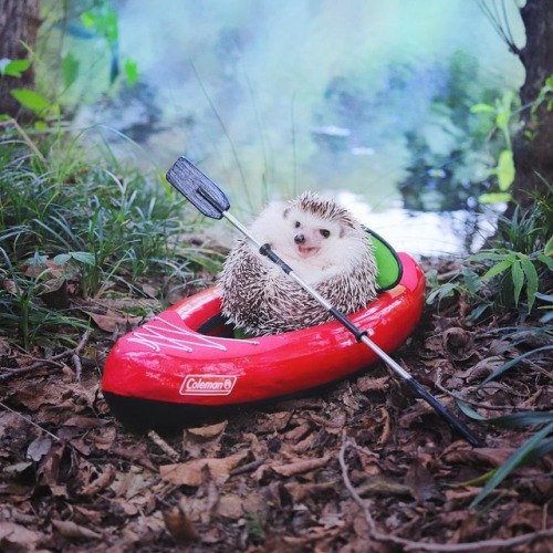 honestly-andrew:boredpanda:Tiny Hedgehog Goes Camping, And...