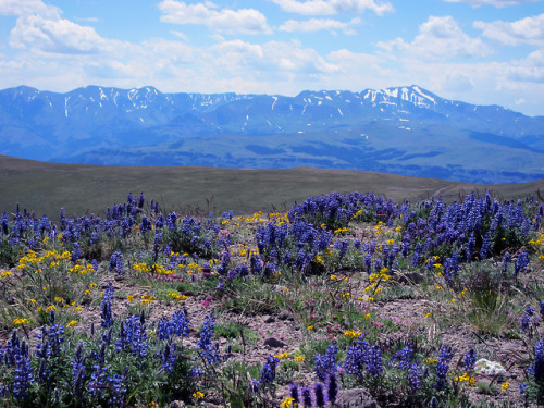 americasgreatoutdoors:Wildflowers and epic views make...