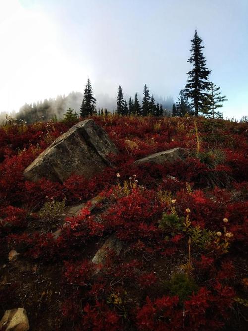 thebeautifuloutdoors - These fall reds and smokey clouds made...