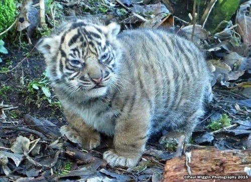 awwww-cute:danger kitty (Source: http://ift.tt/2FPB38b)