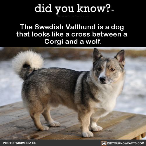 the-swedish-vallhund-is-a-dog-that-looks-like-a