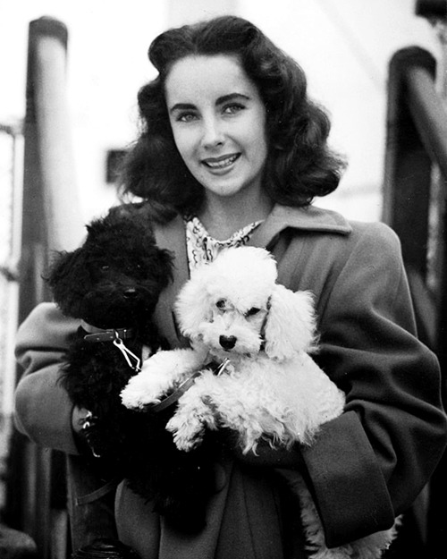 carmelasoprano - Elizabeth Taylor takes home two French poodles...