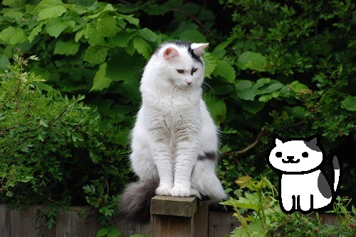 anarchlynx - slytherinlynx - Real Neko Atsume Cats I know...
