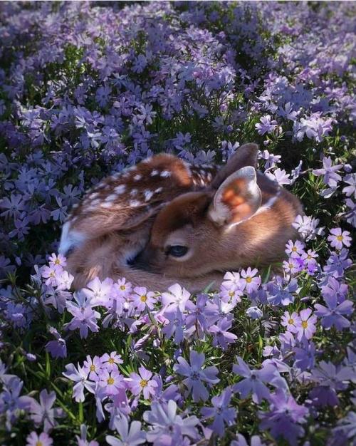 cuntsquad:awwww-cute:All cozy in the flowers (Source:...