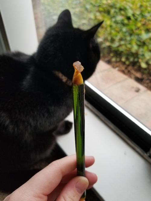 stoned-adventurer - Dabs with a cat