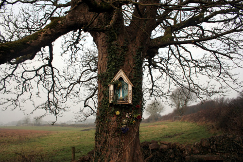 thebeautifulcatholicfaith - A small tree shrine for Mary in the...