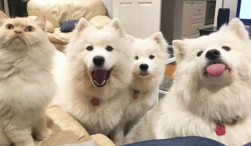 coolcatgroup - fluffygif - Puppy time 