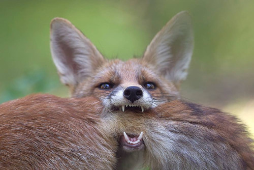 everythingfox:Image of vicious fox cannibalizing its own