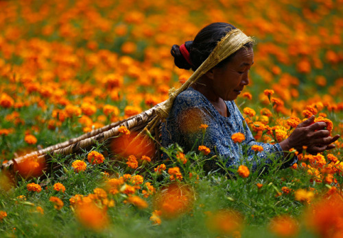 fotojournalismus - Women pick marigold flowers used to make...