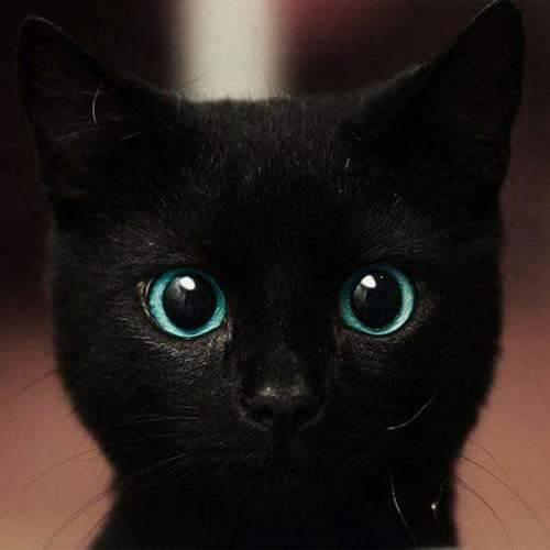 purrfectsquad - kitteninn - Black cats are awesomeBlack cats...
