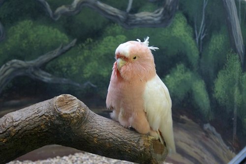 nightmarecircles:tilthat:TIL of Cookie, a cockatoo who has been a resident of the Brookfield Zoo...