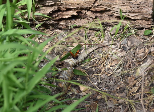 brett-outdoors - Today, the forest gave me a butterfly eating a...