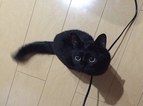 babyanimalgifs - they say crossing a black cat is bad luck but...