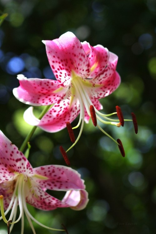 鹿の子百合（かのこゆり）Speciosum lily (Lilium speciosum)