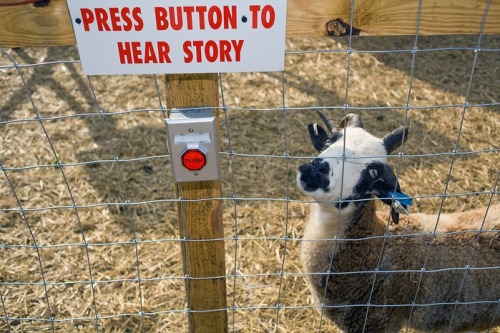funkybug:what do u have to tell me goat