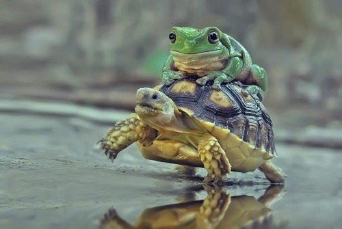 frawgs - frawgs - daftplunk - would you guys like to see my collection of animals riding other...
