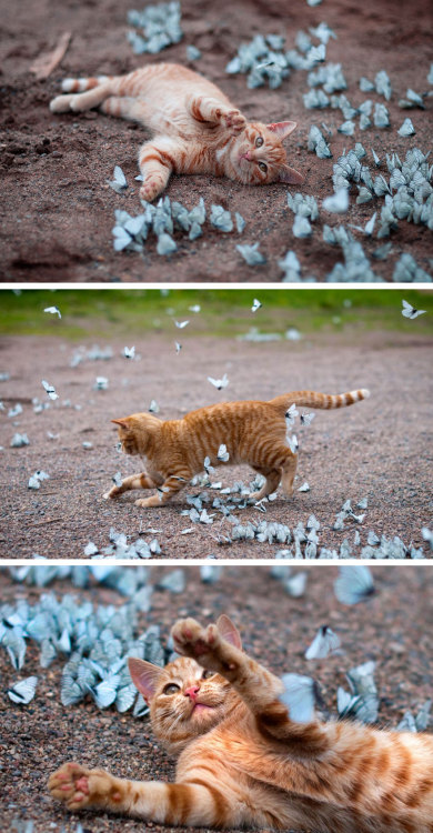 disgustinganimals - awesome-picz -  Animals With Butterflies...