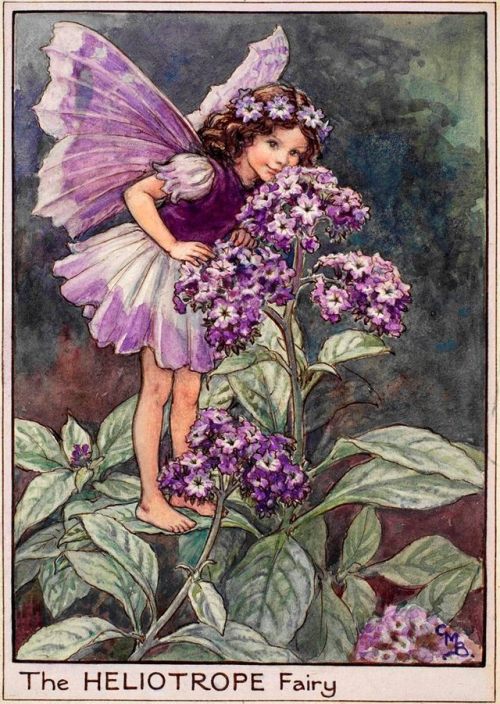 tomhiddleston-kikibfairy - Flower Fairies -  The Fairies Of The...