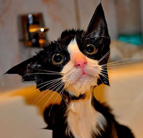 Splish splash, I’ve been taking a bath!