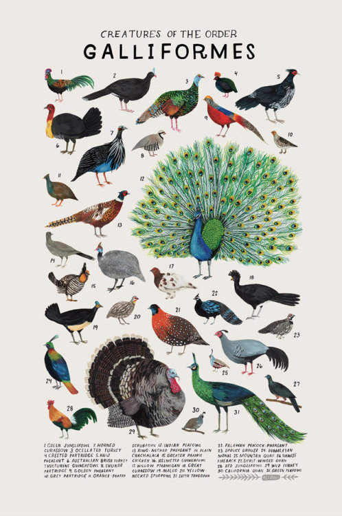 sosuperawesome - Animal Species Illustration Posters by Kelsey...