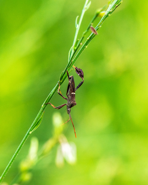 lawrencejeffersonphotography - Eastern Leaf-footed Bug on a...