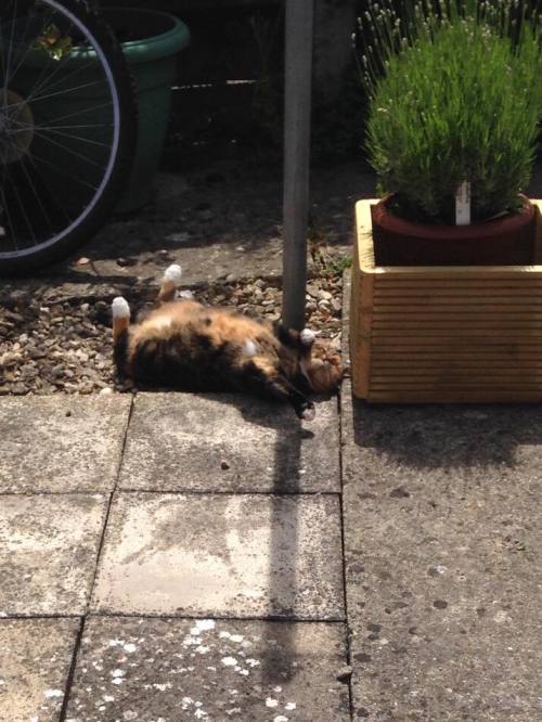 catsbeaversandducks - The Sunbeam Has Claimed Another Victim“Oh...