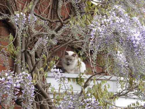 asterixcat:The wisteria around my house is in bloom again and...